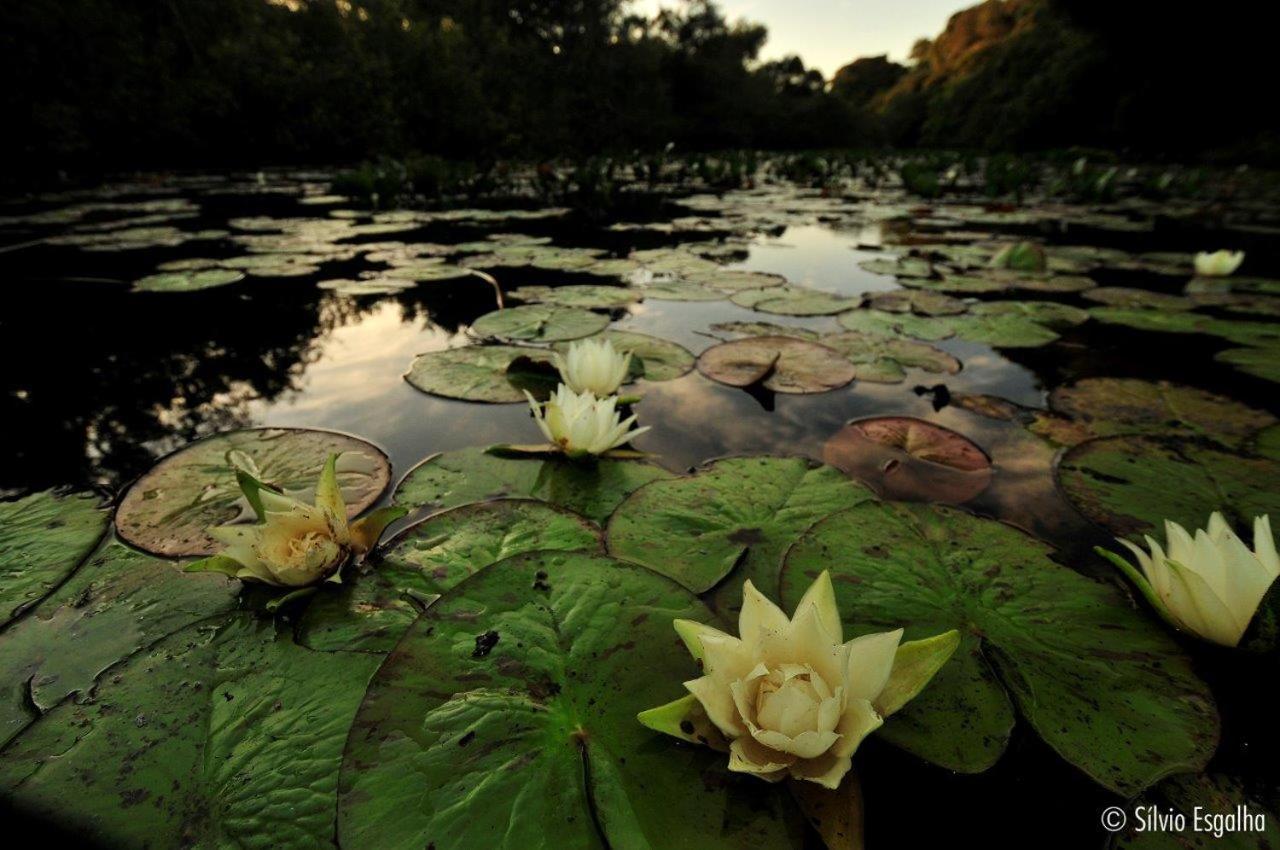 Aymara Lodge Poconé Dış mekan fotoğraf